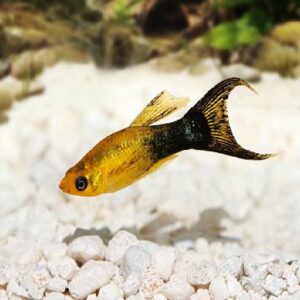 Kodac Molly 3Cm