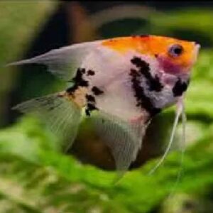Koi Angel 7Cm