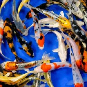 Koi Carp 10Cm
