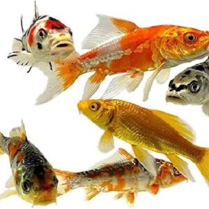 Koi Carp Fish 15Cm