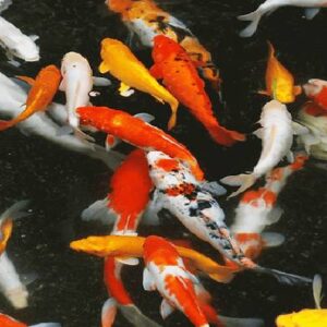 Koi Carp Fish 6Cm