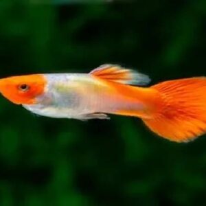 Koi Guppy Male 3Cm