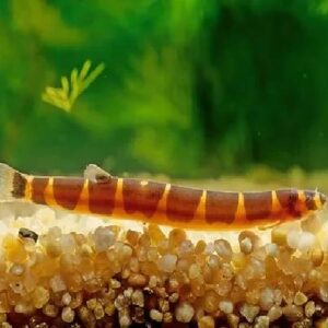 Kuhli Loach 6Cm