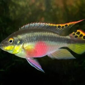 Kribensis Cichilds 5Cm
