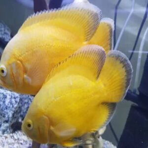 Lemon Oscar 10Cm