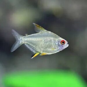 Lemon Tetra 2.5Cm
