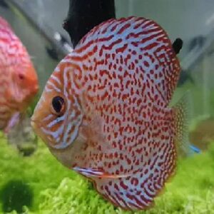 Leopard Discus 7Cm