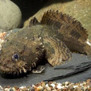 Lion Fish Fresh Water 13-14Cm