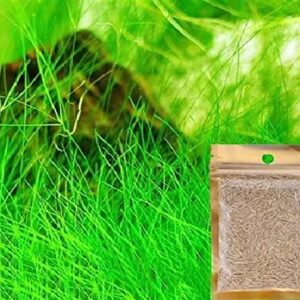 Long Grass Seeds