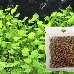 Love Grass Seeds