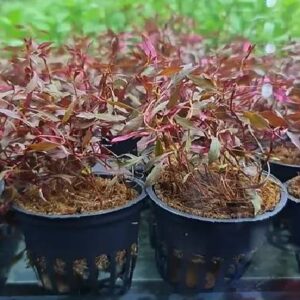 Ludwigia Arcuata Red