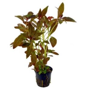 Ludwigia Peruensis