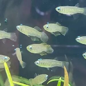 Lamp Eye Tetra Fish 2.5 Cm