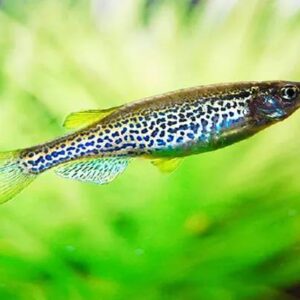 Leopard Zebra Danio 2.5cm