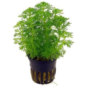 Limnophila Sessiliflora