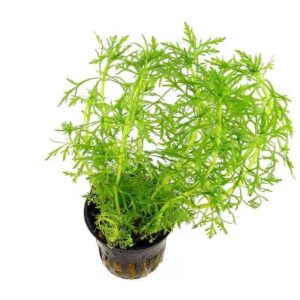 Limnophylla Aquatica