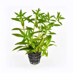 Limnophylla Aromatica (Red)