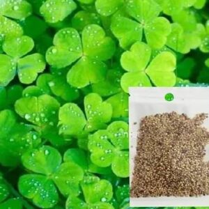 Lucky Grass Seed