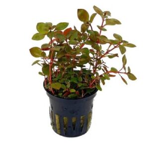 Ludwigia Palustris