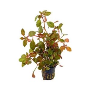 Ludwigia Repense