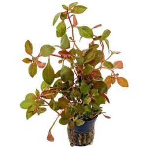 Ludwigia Rubin