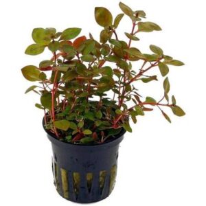 Ludwigia Super Red