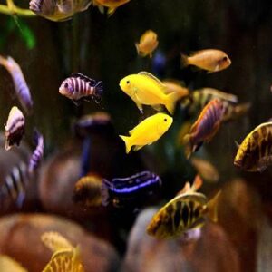 Malawi Cichilds 4Cm