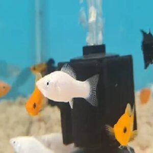 Molly White 3Cm
