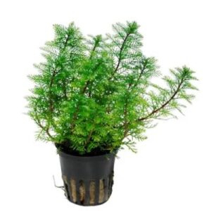 Myrophyllium Mattogrosense Green