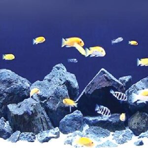 Malawi Fish 2Cm