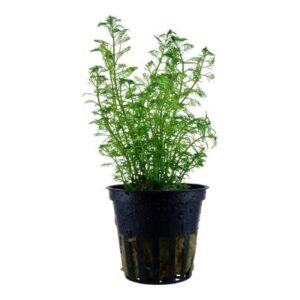 Myriophyllum Mattogrossense
