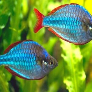 Neon Dwarf Rainbow 3Cm