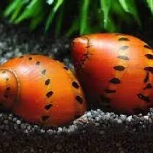Nerite Snail 2Cm