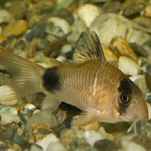 Panda Corydoras 2.5Cm