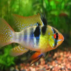 Golden Ramzy 2.5Cm