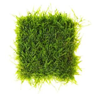 Land Moss 30x17Cm