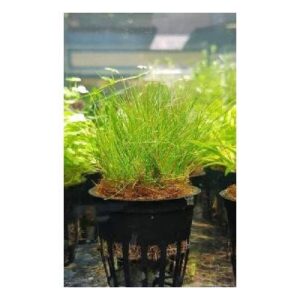 Eleocharis vivipara -Aquatic Plants