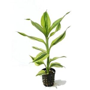 Dracena Sandriyana White- lucky bamboo Aquatic plant