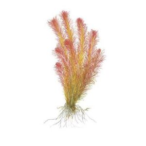 Rotala Wallichi-Aquatic plant