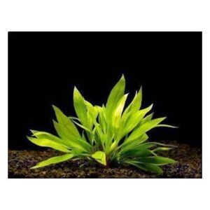 echinodorus Helanthium Quadricostatus-Aquatic plant