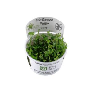 Marsilea Hirsuta - Tropica Plant