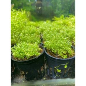 CUBA - Aquatic Plant