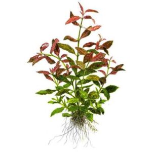 Hygrophila Polysperma Rosanervig-Aquatic plant
