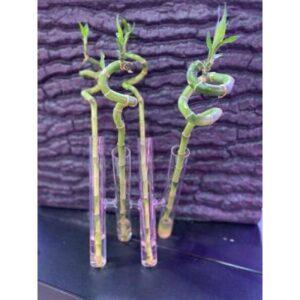Bamboo Glass Vase - Flower vase