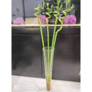 BABMBOO GLASS VASE- CONICAL FLOWER VASE