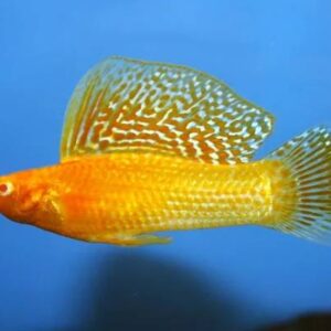 Orange Safron Molly 3.5Cm