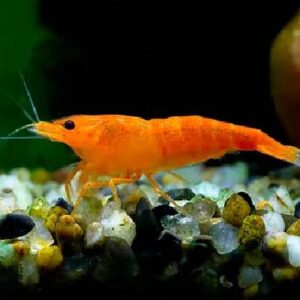 Orange Shrimp 1.5Cm