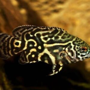 Oscar Fish 6Cm