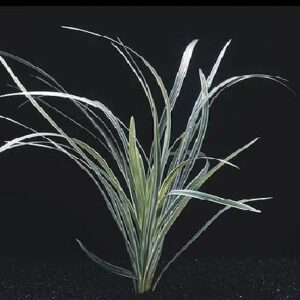 Ophiopogon Jaburan Variegatus