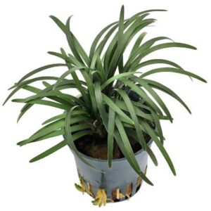 Ophiopogon Japonica Kyoto